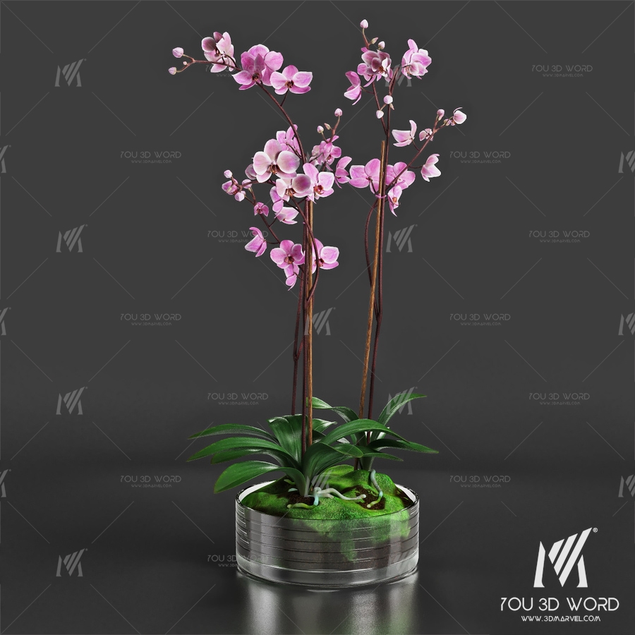 Orchid